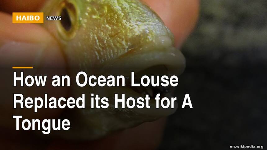 How An Ocean Louse Replaced Its Host For A Tongue